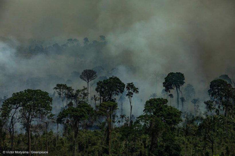 What burns in the Amazon?